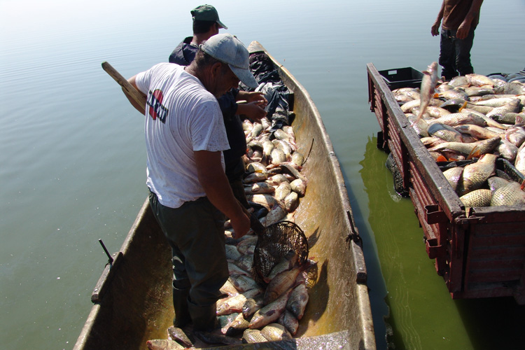 Pescari