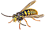 viespe_wasp